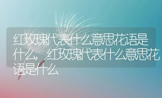 红玫瑰代表什么意思花语是什么,红玫瑰代表什么意思花语是什么 | 养殖常见问题