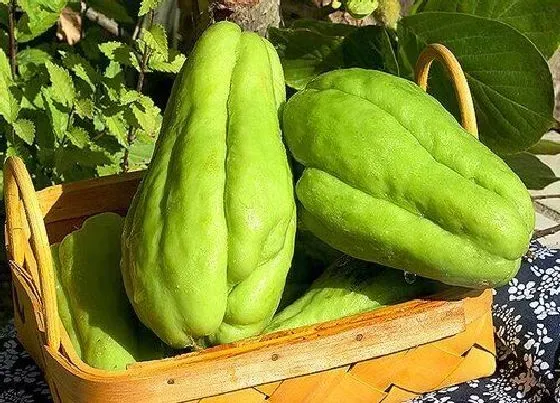 植物常识问题|佛手瓜为什么不开花