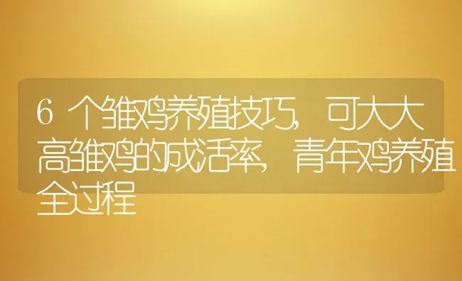 6个雏鸡养殖技巧,可大大高雏鸡的成活率,青年鸡养殖全过程 | 养殖常见问题