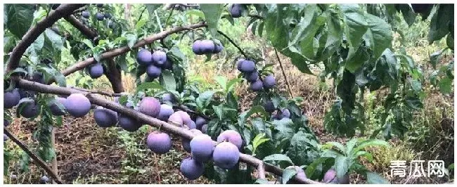 脆红李种植注意事项 | 生活常识