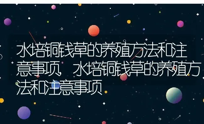 水培铜钱草的养殖方法和注意事项,水培铜钱草的养殖方法和注意事项 | 养殖常见问题