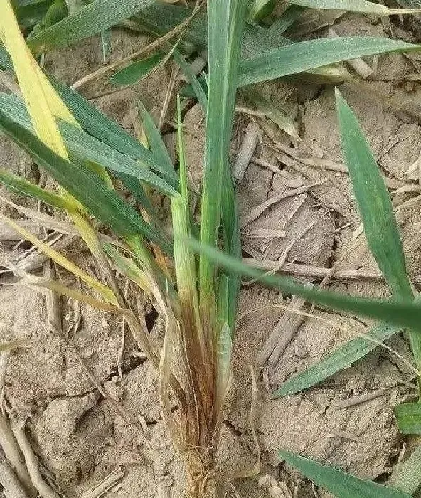 植物常识问题|小麦茎基腐病是什么原因引起形成（茎基腐病症状及防治方法）