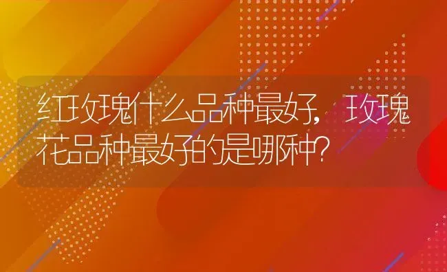 红玫瑰什么品种最好,玫瑰花品种最好的是哪种？ | 养殖常见问题