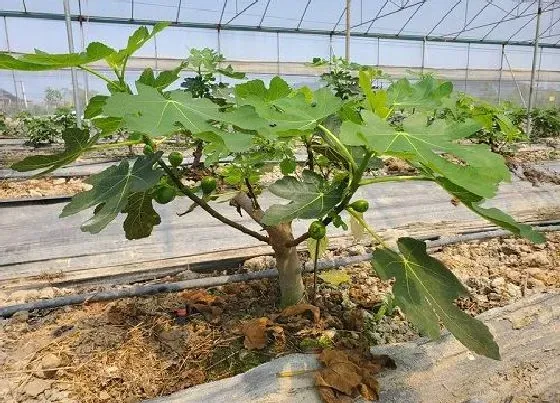 植物常识问题|无花果怎么种植方法