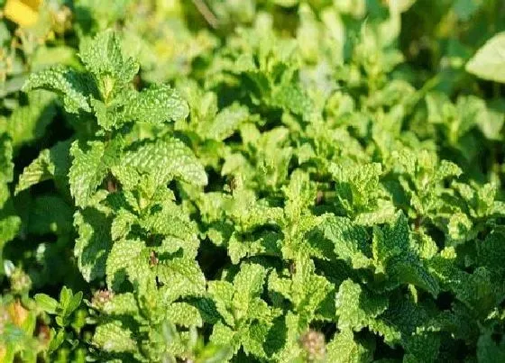 植物常识问题|薄荷品种