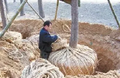 植物常识问题|大树可以截冠移栽吗（树木截头移植后多久才会发新芽）