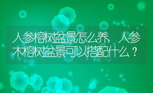 人参榕树盆景怎么养,人参木榕树盆景可以搭配什么？ | 养殖常见问题