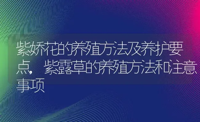 紫娇花的养殖方法及养护要点,紫露草的养殖方法和注意事项 | 养殖常见问题