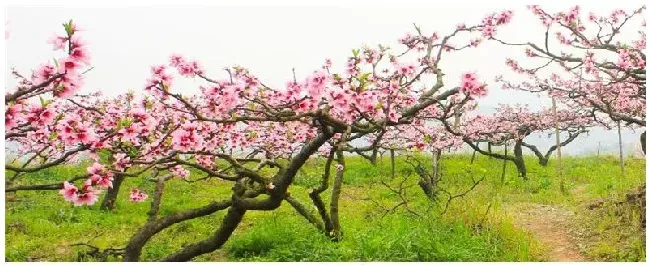 桃树的特点 | 生活常识