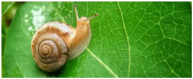 哪里有养殖蜗牛的 | 科普知识