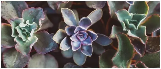 肉肉的种植方法 | 农业答疑