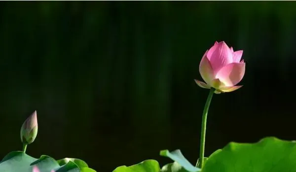 莲花的象征意义,荷花的寓意？