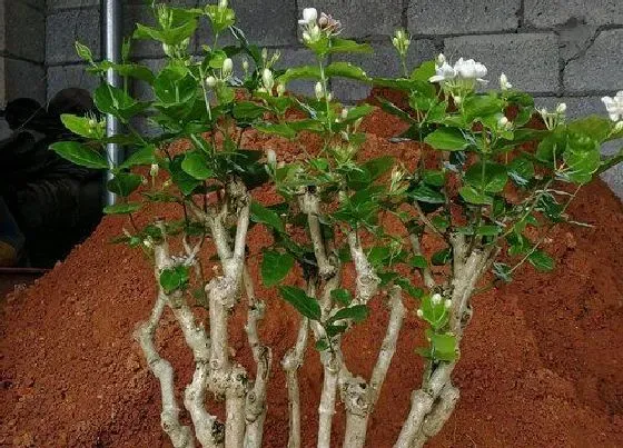 植物常识问题|茉莉花迟迟不开花的原因及处理方法