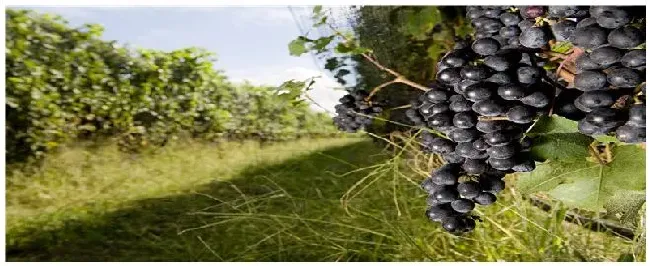 葡萄种植方法注意事项 | 农业答疑