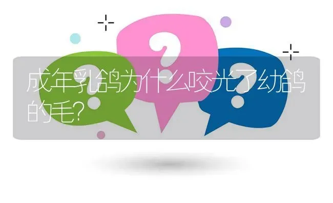 成年乳鸽为什么咬光了幼鸽的毛? | 养殖问题解答