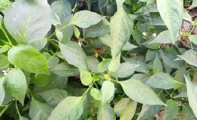 植物常识问题|辣椒叶上长白色虫怎么办（辣椒苗长枝叶上小白虫防治方法）