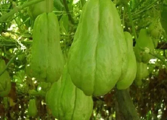 植物常识问题|佛手瓜为什么不开花