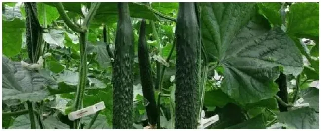 黄瓜株距是多少行距是多少附黄瓜的种植方法 | 科普知识