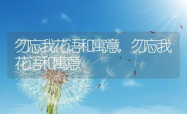 勿忘我花语和寓意,勿忘我花语和寓意 | 养殖常见问题