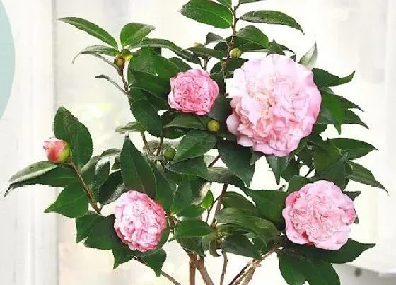 植物常识问题|茶花的栽种深度有哪些讲究