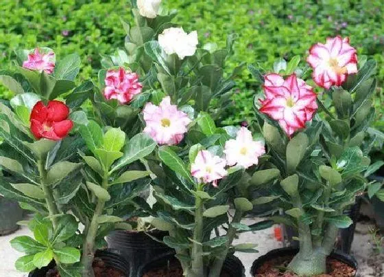 植物常识问题|沙漠玫瑰展叶该如何施肥呢