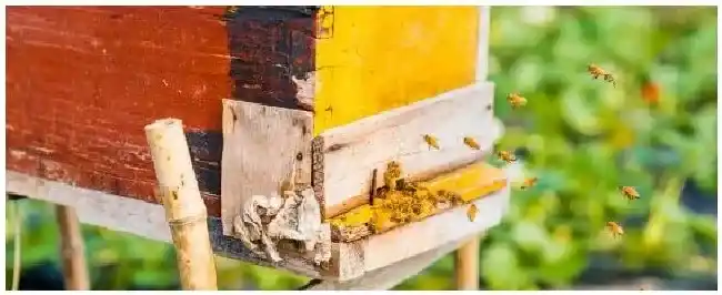 中蜂一年可以繁殖几箱 | 生活常识