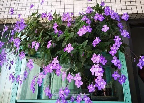 植物常识问题|适合家里养的18种花 推荐最适宜家庭养殖的花卉