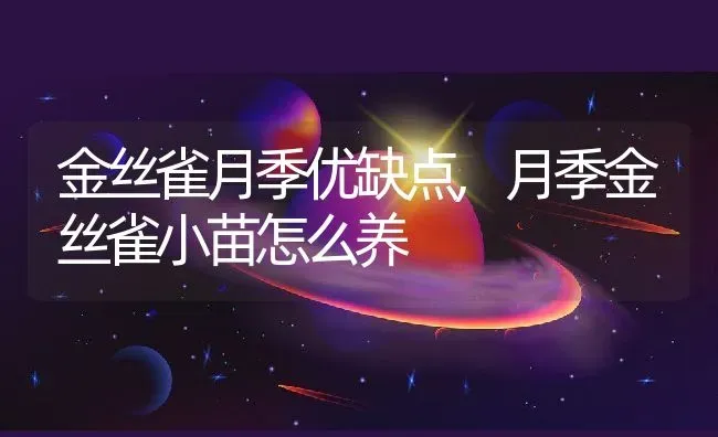 金丝雀月季优缺点,月季金丝雀小苗怎么养 | 养殖常见问题