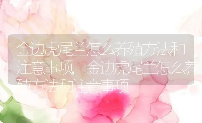金边虎尾兰怎么养殖方法和注意事项,金边虎尾兰怎么养殖方法和注意事项 | 养殖常见问题