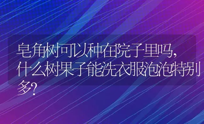 皂角树可以种在院子里吗,什么树果子能洗衣服泡泡特别多？ | 养殖常见问题