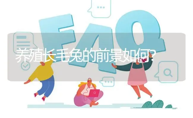 养殖长毛兔的前景如何? | 养殖问题解答