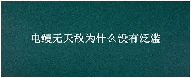 电鳗无天敌为什么没有泛滥 | 科普知识