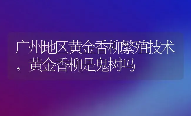 广州地区黄金香柳繁殖技术,黄金香柳是鬼树吗 | 养殖常见问题