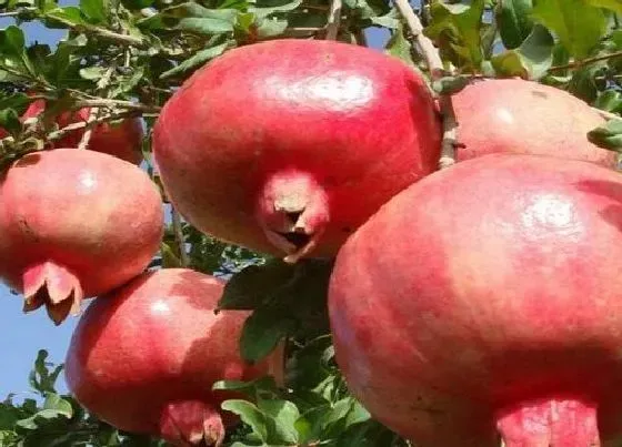 植物常识问题|石榴树的寓意和象征