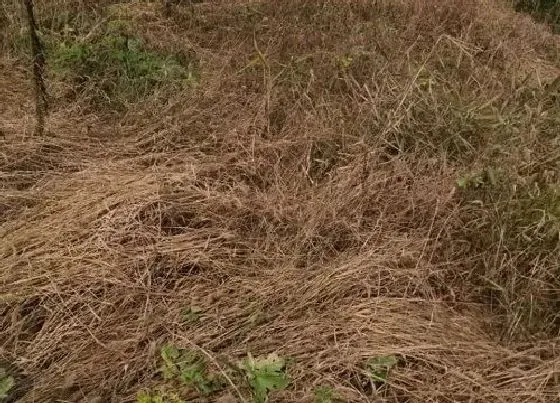 植物常识问题|不用除草剂有什么办法可杀死杂草（不用药除草最好的方法）