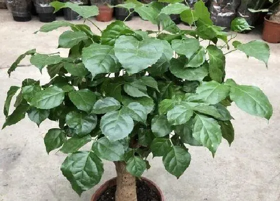植物常识问题|夏季幸福树叶子易长斑怎么解决