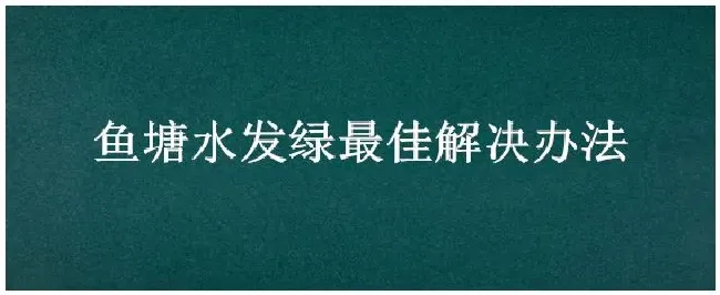 鱼塘水发绿最佳解决办法 | 农业问题