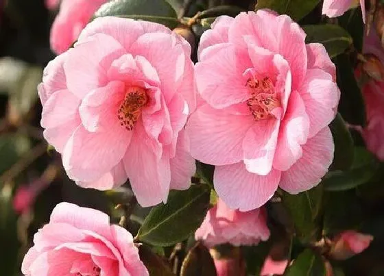 植物常识问题|茶花孕蕾期正确的施肥方法