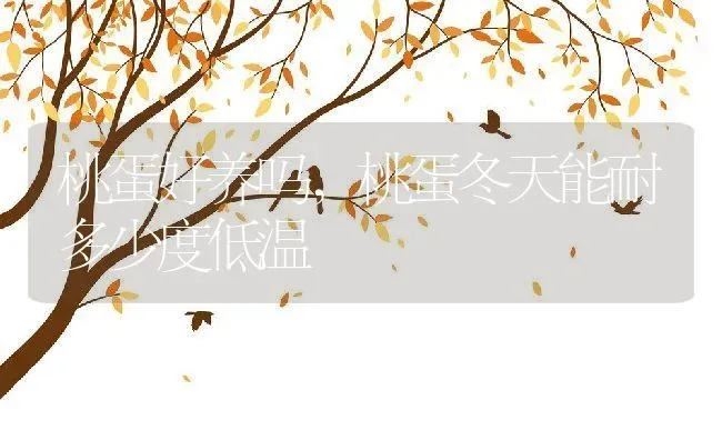 龙竹一般养几根好,龙竹一般养几根好 | 养殖常见问题