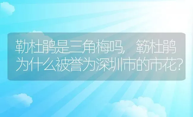 勒杜鹃是三角梅吗,簕杜鹃为什么被誉为深圳市的市花？ | 养殖常见问题