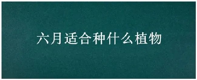 六月适合种什么植物 | 农业答疑