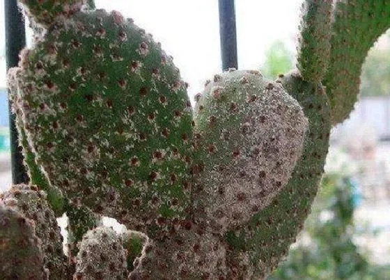 植物常识问题|花卉遇到蚧壳虫该如何防治