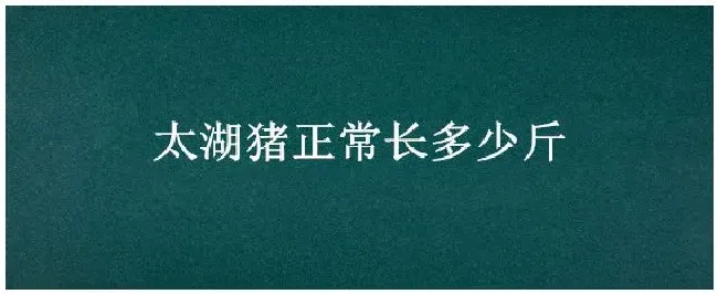 太湖猪正常长多少斤 | 三农答疑