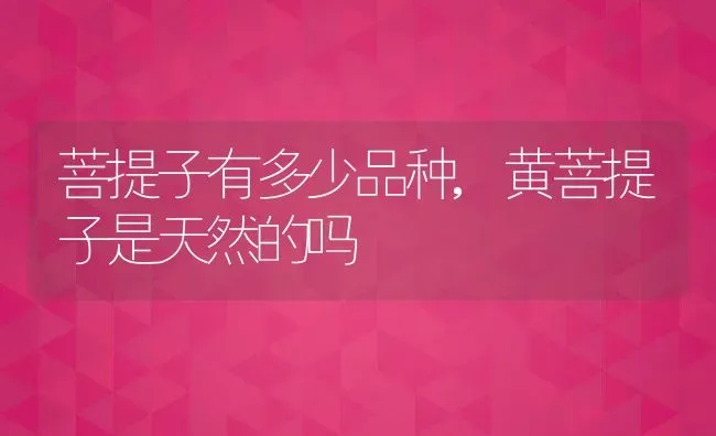 菩提子有多少品种,黄菩提子是天然的吗 | 养殖常见问题