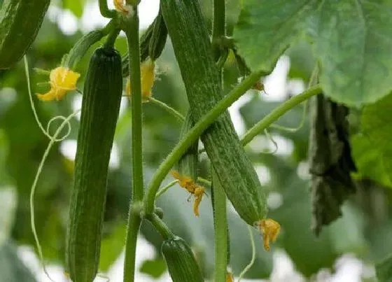 植物常识问题|黄瓜反季节栽培技术（越冬黄瓜怎么种植获得高产）