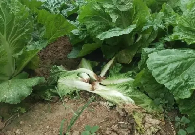 植物常识问题|白菜烂根什么原因造成的（白菜烂根的原因及解决方法）