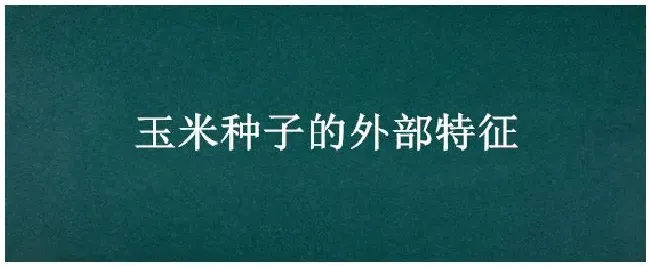 玉米种子的外部特征 | 农业常识