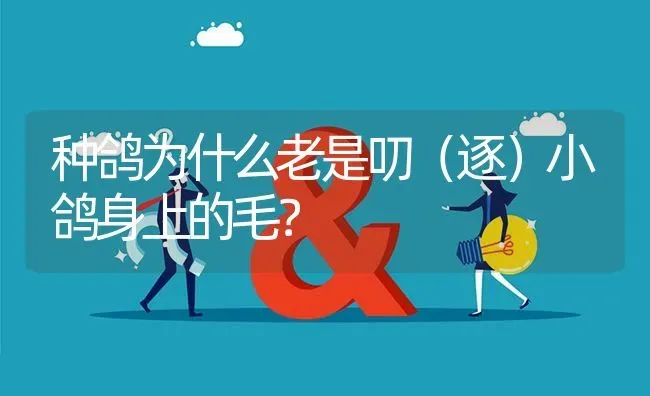 种鸽为什么老是叨(逐)小鸽身上的毛? | 养殖问题解答