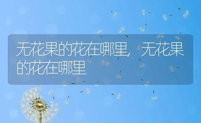 无花果的花在哪里,无花果的花在哪里 | 养殖常见问题