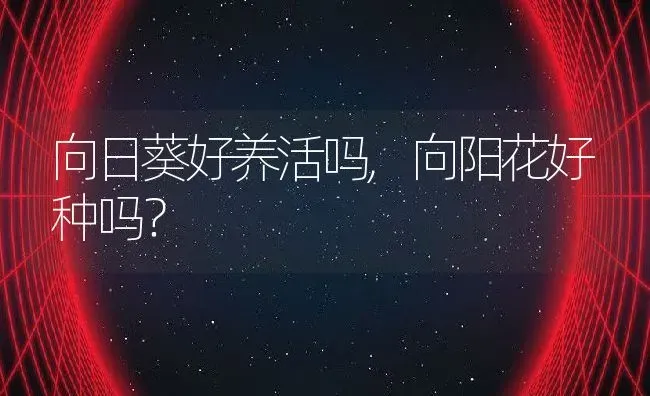 向日葵好养活吗,向阳花好种吗？ | 养殖常见问题